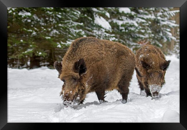 Two Wild Boars in Winter Woodland Framed Print by Arterra 