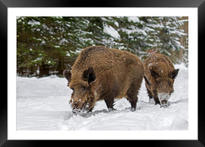 Two Wild Boars in Winter Woodland Framed Mounted Print by Arterra 