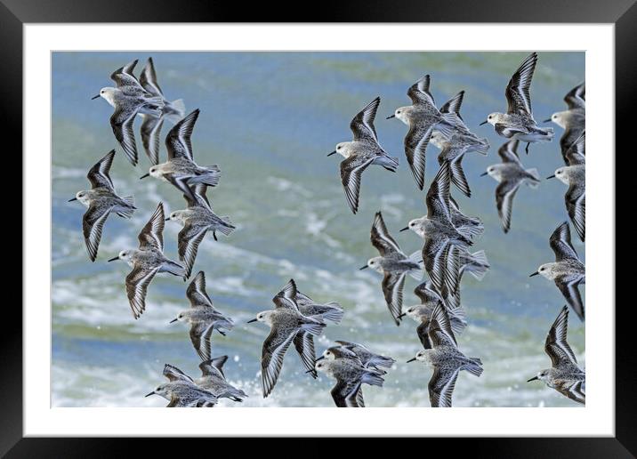 Flock of Sanderlings in Flight Framed Mounted Print by Arterra 