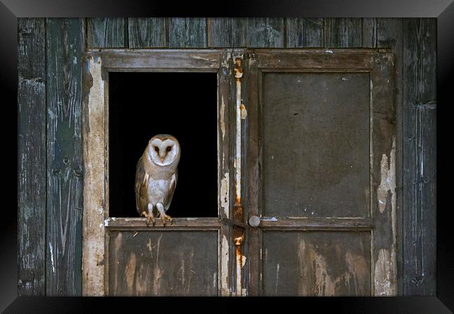 Barn Owl in Shed Framed Print by Arterra 