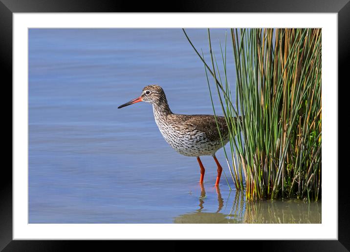 Common Redshank Framed Mounted Print by Arterra 