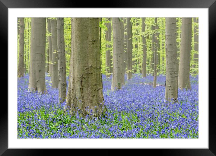 Bluebells in Beech Forest Framed Mounted Print by Arterra 