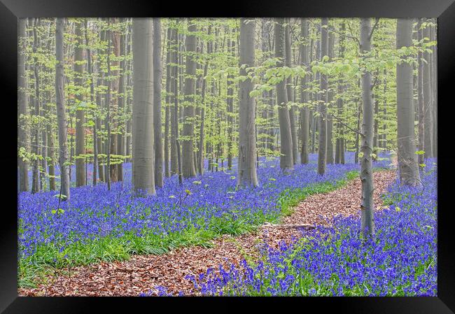Forest Path in Bluebell Woodland Framed Print by Arterra 