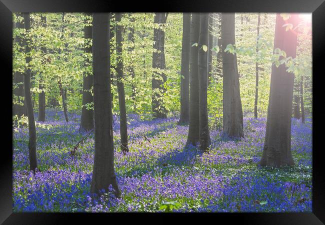 Bluebells in Beech Forest at Dawn Framed Print by Arterra 