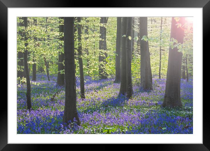 Bluebells in Beech Forest at Dawn Framed Mounted Print by Arterra 