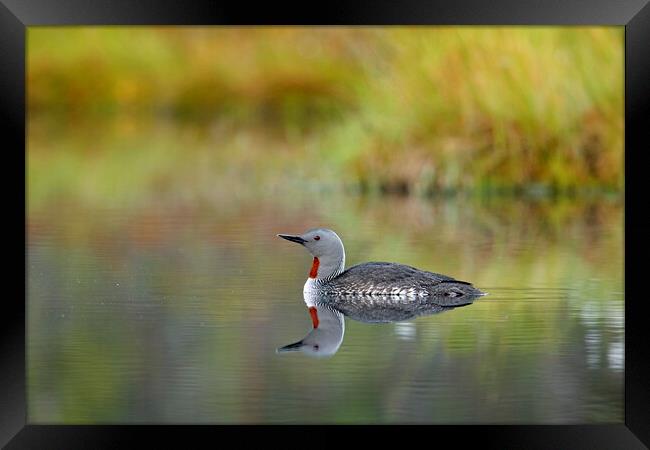 Red-Throated Diver Framed Print by Arterra 
