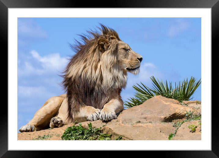 Lion on a Windy Day Framed Mounted Print by Arterra 