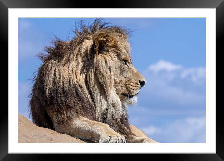African Lion Framed Mounted Print by Arterra 