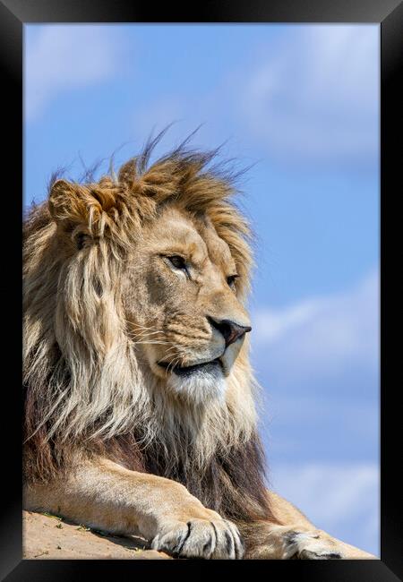 Lion Male Framed Print by Arterra 