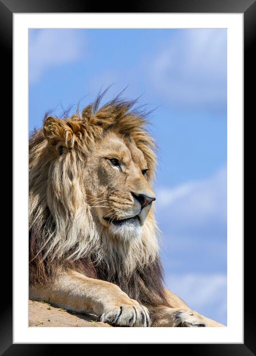 Lion Male Framed Mounted Print by Arterra 