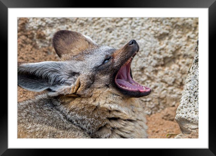 Bat-Eared Fox Yawning Framed Mounted Print by Arterra 