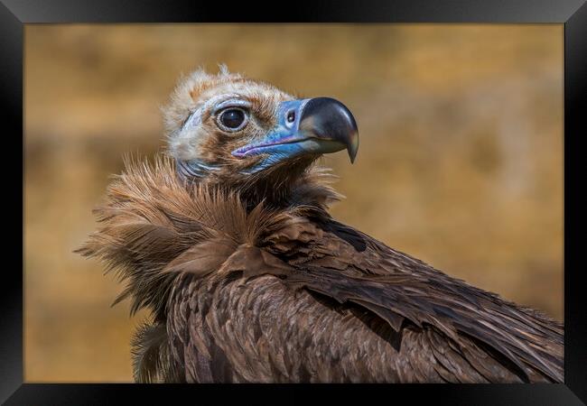 Cinereous Vulture Framed Print by Arterra 