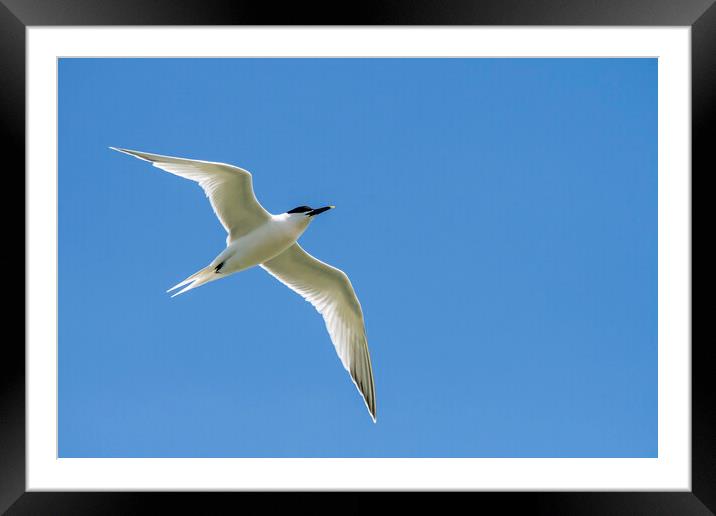 Sandwich Tern Flying Framed Mounted Print by Arterra 