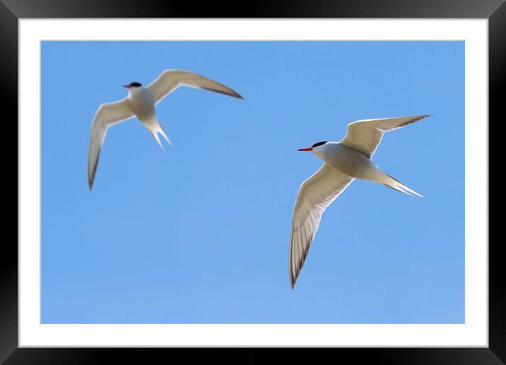 Two Common Terns Flying Framed Mounted Print by Arterra 