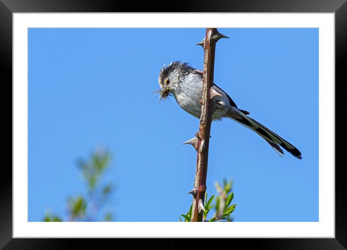 Long-Tailed Tit Framed Mounted Print by Arterra 