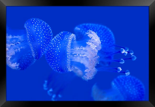 Australian Spotted Jellyfishes Framed Print by Arterra 