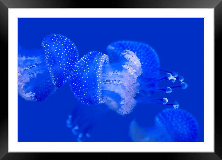 Australian Spotted Jellyfishes Framed Mounted Print by Arterra 