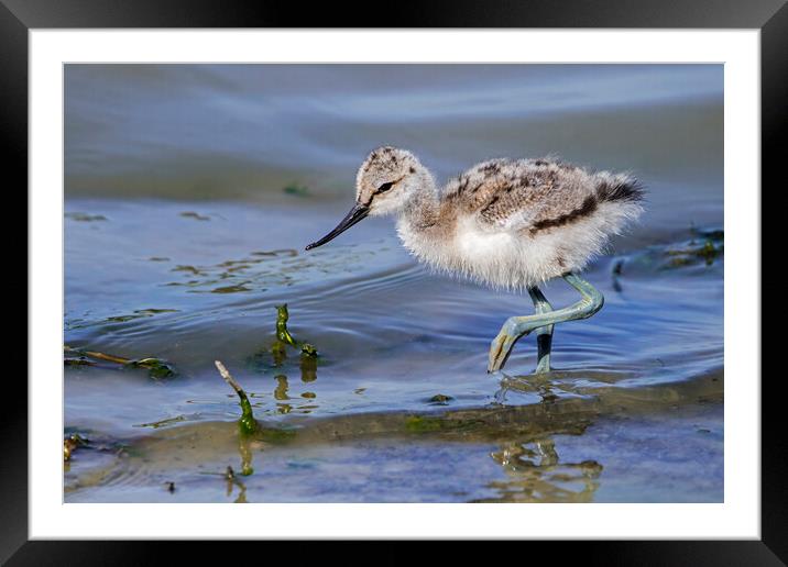 Pied Avocet Chick Framed Mounted Print by Arterra 