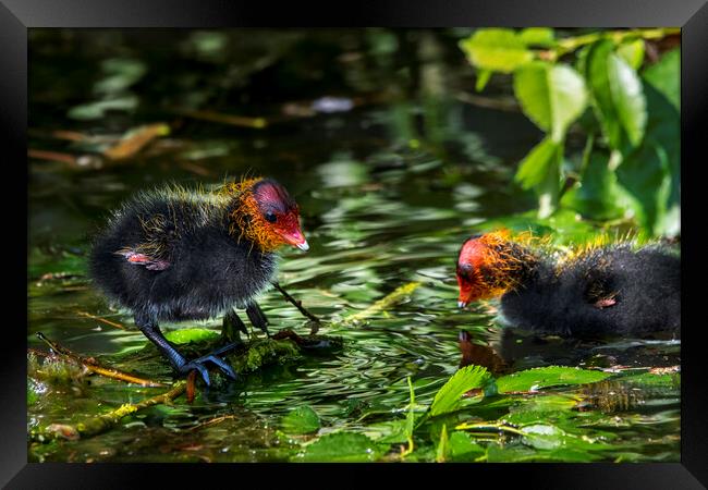 Coot Chicks in Pond Framed Print by Arterra 