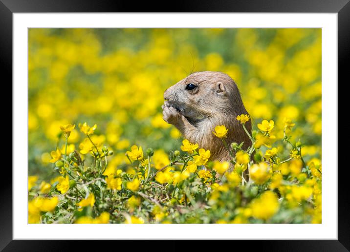 Young Black-Tailed Prairie Dog Framed Mounted Print by Arterra 