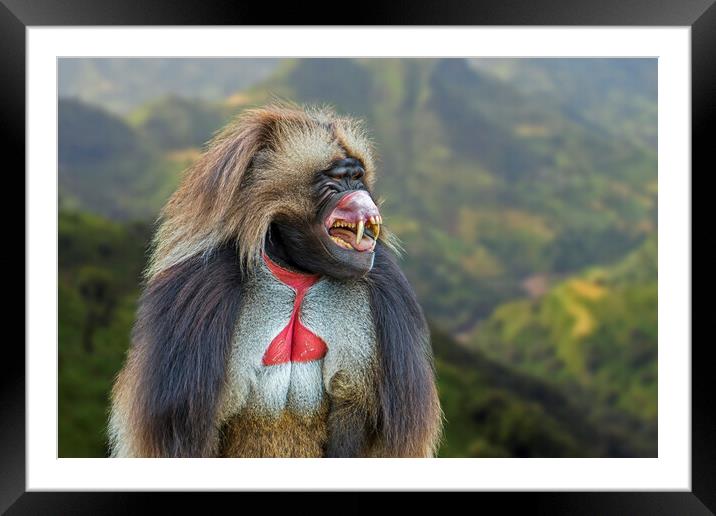 Gelada Baboon Displaying Teeth Framed Mounted Print by Arterra 