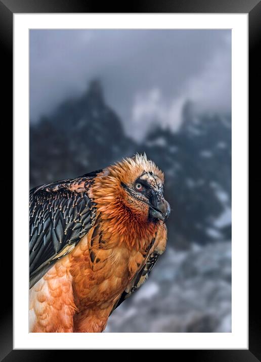 Bearded Vulture in the Alps Framed Mounted Print by Arterra 