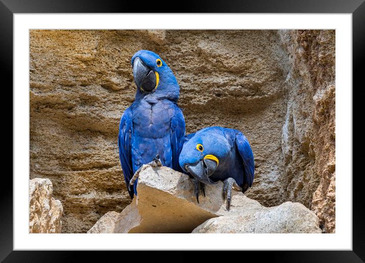 Hyacinth Macaw Couple Framed Mounted Print by Arterra 