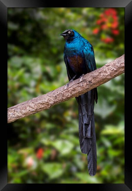 Long-Tailed Glossy Starling Framed Print by Arterra 