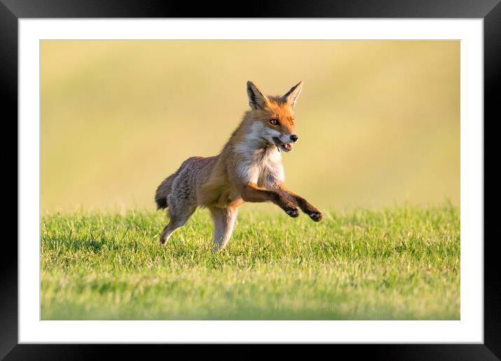 Red Fox Running with Mouse Framed Mounted Print by Arterra 
