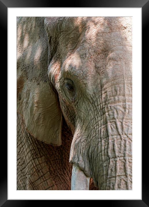 African Bush Elephant Framed Mounted Print by Arterra 
