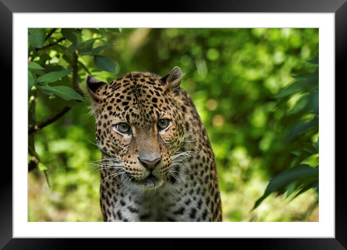 Javan Leopard Stalking Framed Mounted Print by Arterra 