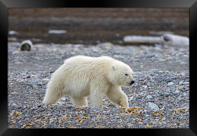 Polar Bear Cub in Svalbard Framed Print by Arterra 