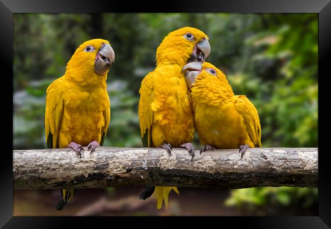 Golden Parakeets Framed Print by Arterra 