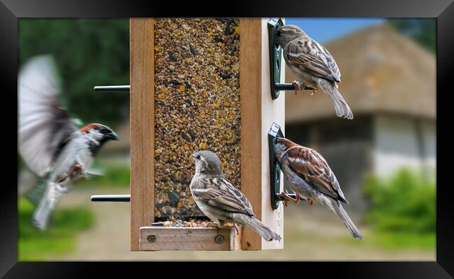 House Sparrows at Bird Feeder Framed Print by Arterra 