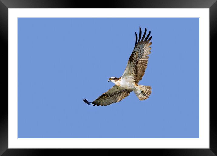 Flying Osprey Framed Mounted Print by Arterra 