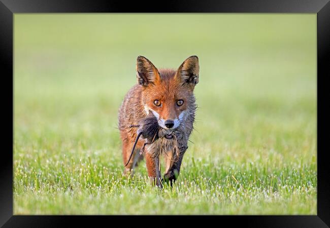 Red Fox with Prey Framed Print by Arterra 