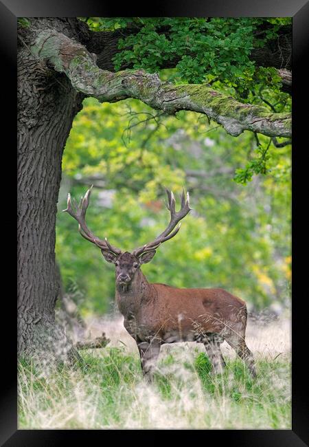 Red Deer Stag under Old Oak Tree in Wood Framed Print by Arterra 