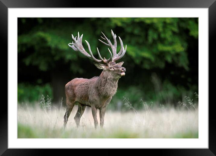 Red Deer Stag in Autumn Woodland Framed Mounted Print by Arterra 