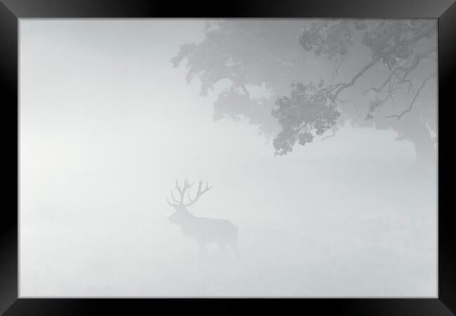 Red Deer Stag in the Mist Framed Print by Arterra 