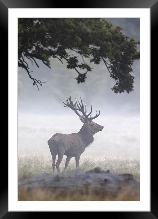 Red Deer Stag in Autumn Mist Framed Mounted Print by Arterra 