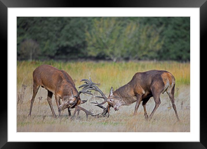 Fighting Red Deer Stags Framed Mounted Print by Arterra 