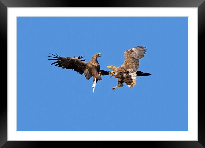 Fighting White-Tailed Eagles Framed Mounted Print by Arterra 