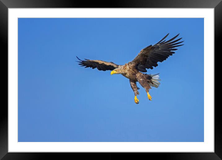 Soaring White-Tailed Eagle Framed Mounted Print by Arterra 