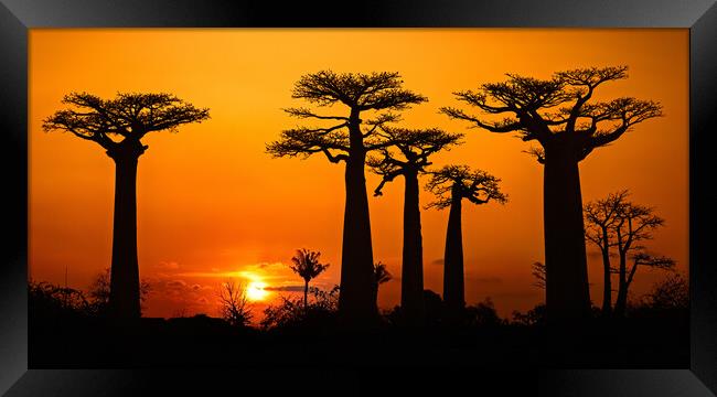Baobab Trees at Sunset Framed Print by Arterra 