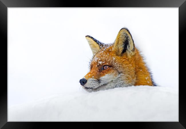 Red Fox Close Up in the Snow Framed Print by Arterra 