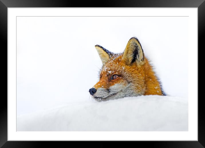 Red Fox Close Up in the Snow Framed Mounted Print by Arterra 