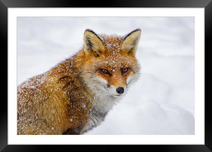Red Fox in Winter Framed Mounted Print by Arterra 