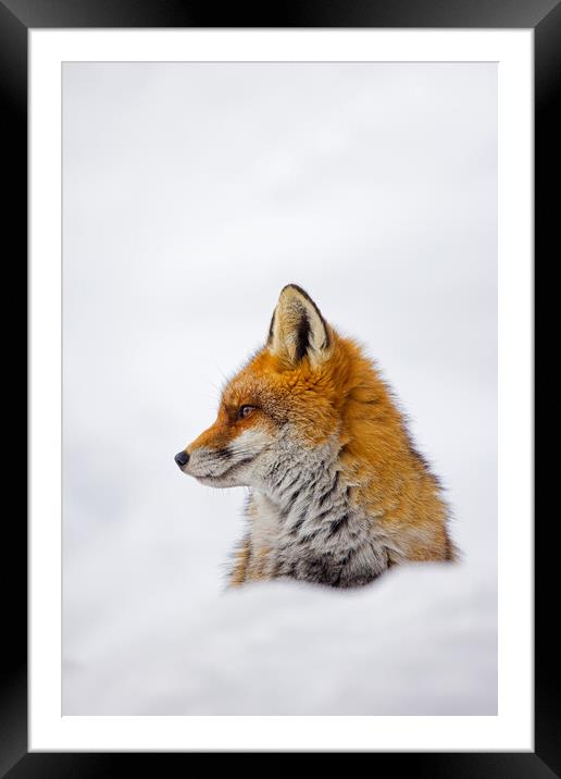 Cute Red Fox in the Snow Framed Mounted Print by Arterra 