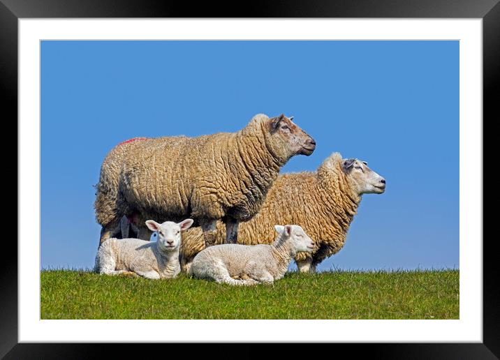 White Sheep with Twin Lambs Framed Mounted Print by Arterra 