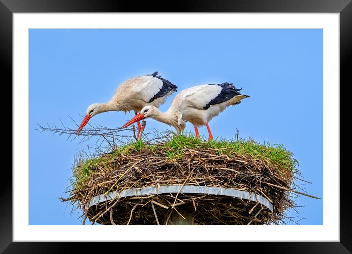 White Storks on Nest Framed Mounted Print by Arterra 